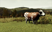 On the pastures near Vyshnoye